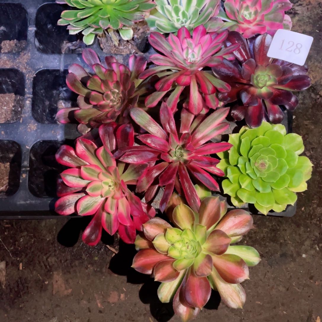 多肉植物组合10颗128