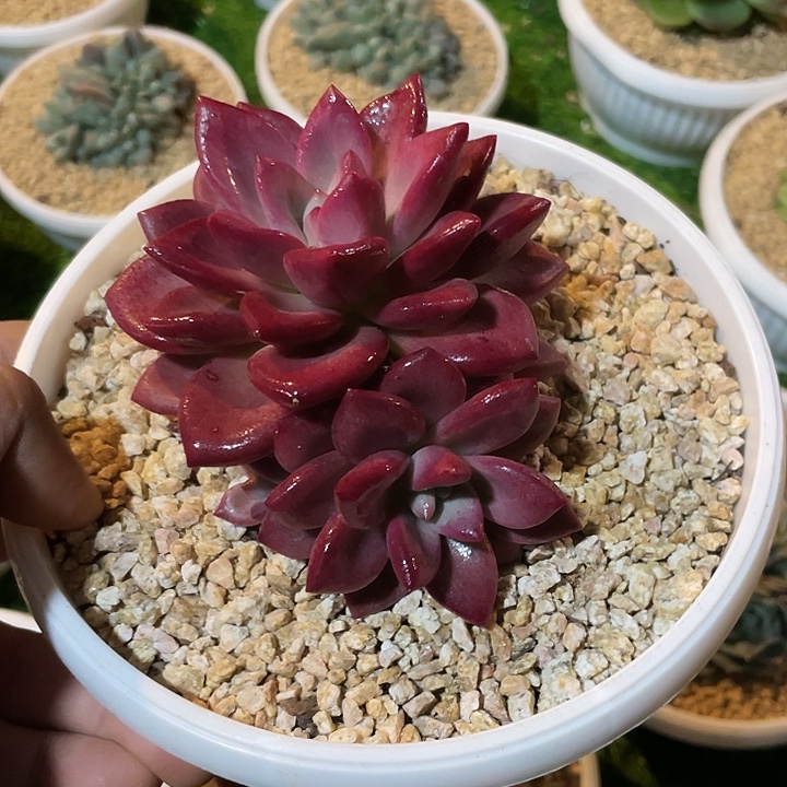 一物一拍哦哦哦哦哦哦