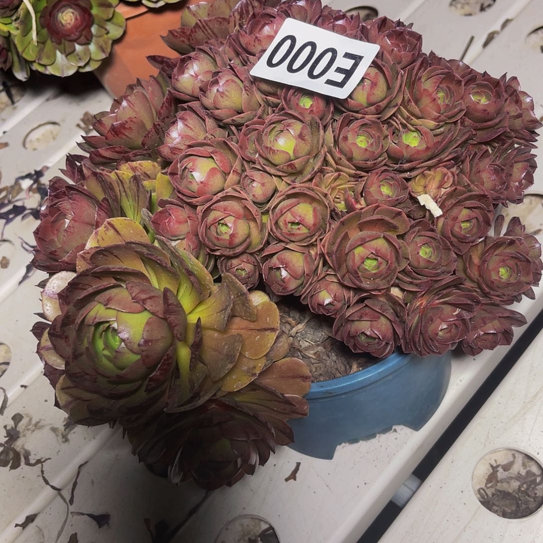 万拉丝3//45包邮法师