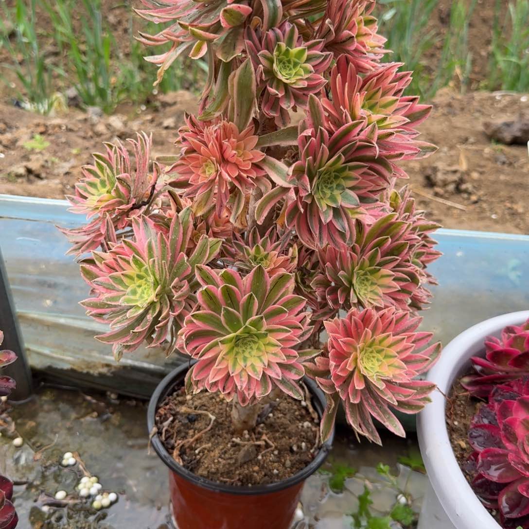 ?****?6842夕颜。多肉植物