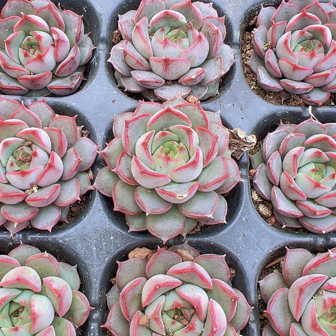 粉特苗5颗19包邮多肉