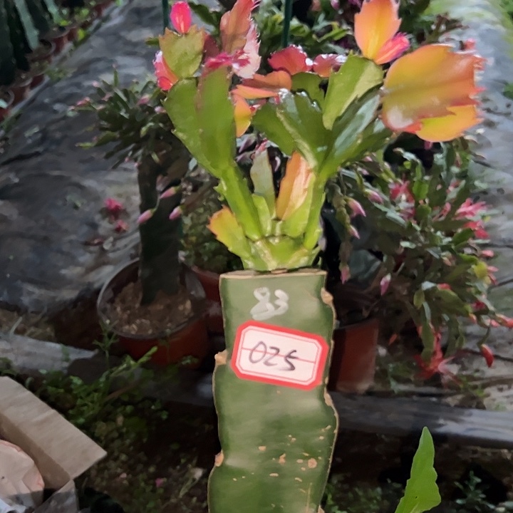 ****尘，025号带盆083嫁接苗