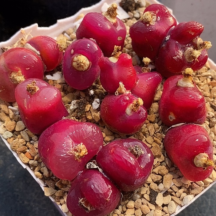 双头红蟠桃母本一颗有伤