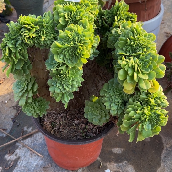 绿羊绒缀306多肉法师一物一拍