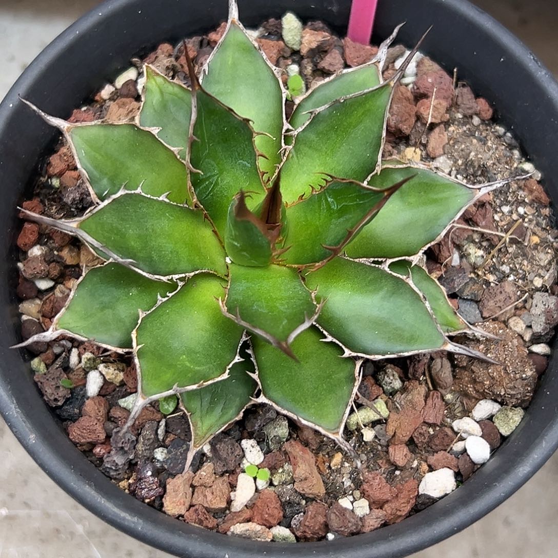 姬霍利达一物一拍偏远不包邮不退不换