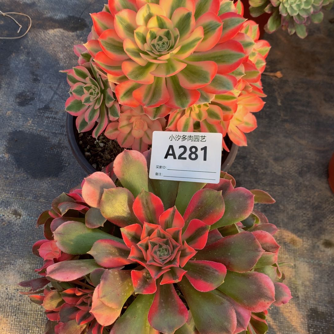 281女巫香妃88888888888