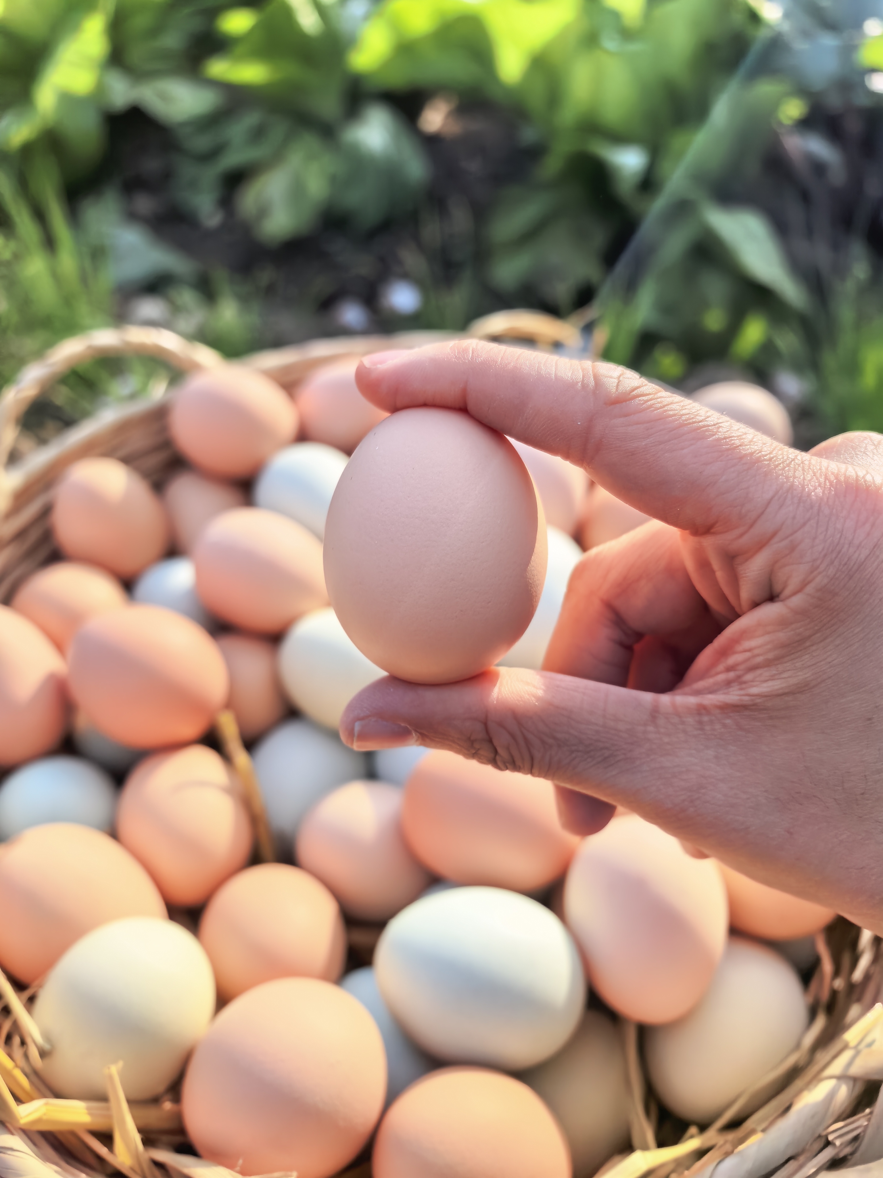 包邮林下散养土鸡蛋30枚、50枚，正宗新鲜林下溜达鸡土鸡蛋混装