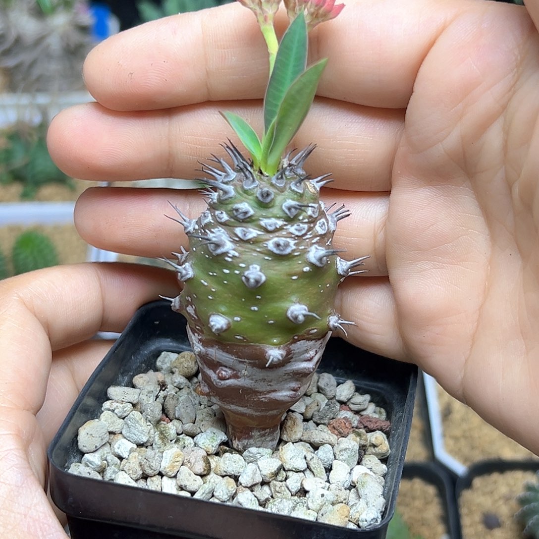 瓶干麒麟一颗一颗