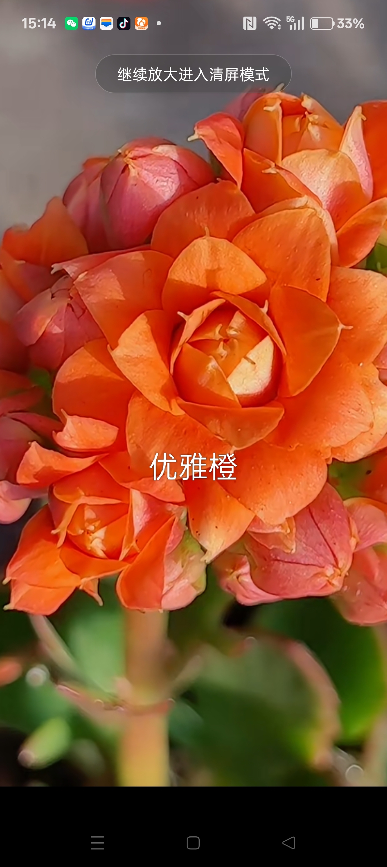优雅橙，切花重瓣花型