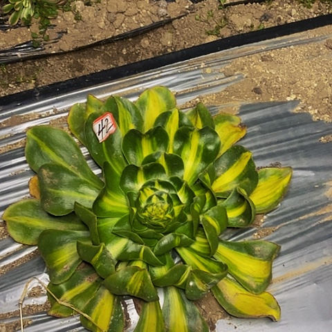 暴君法师冠服28公分42