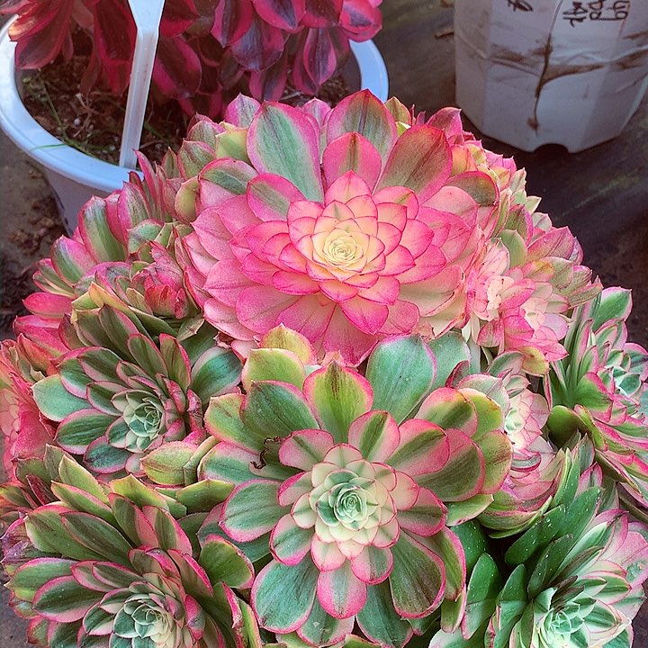 海王捧花，多肉植物