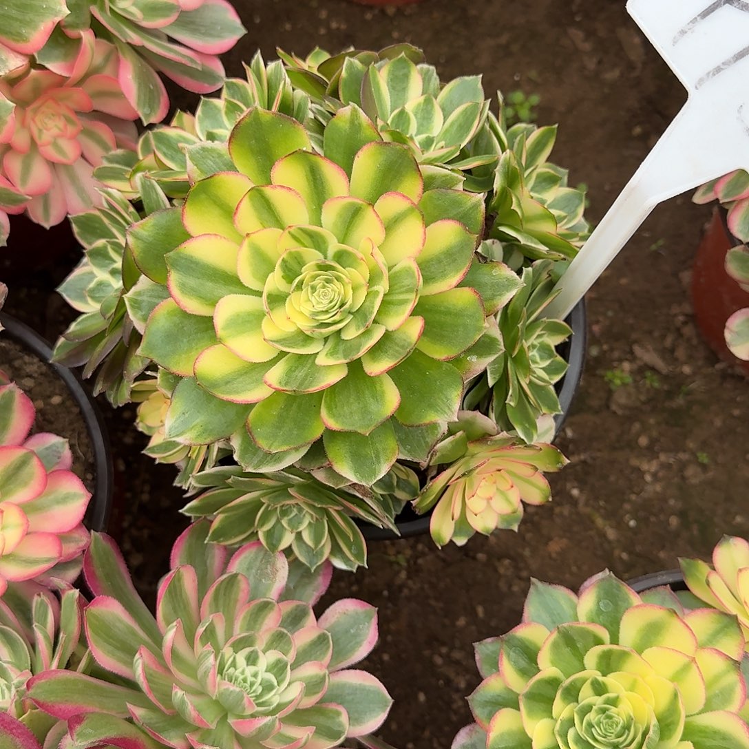 4138海王多肉法师多肉