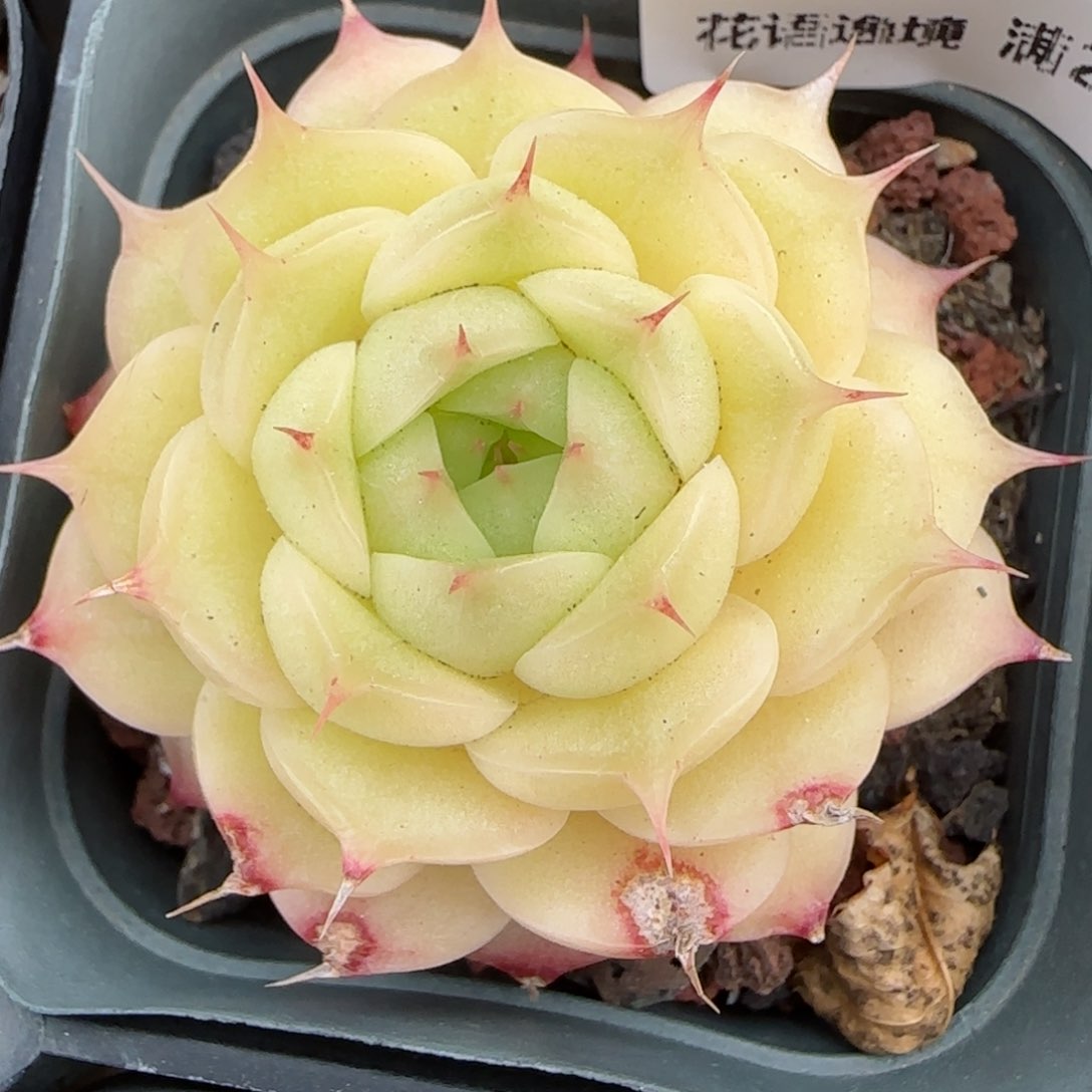 花语逸镜0129-255