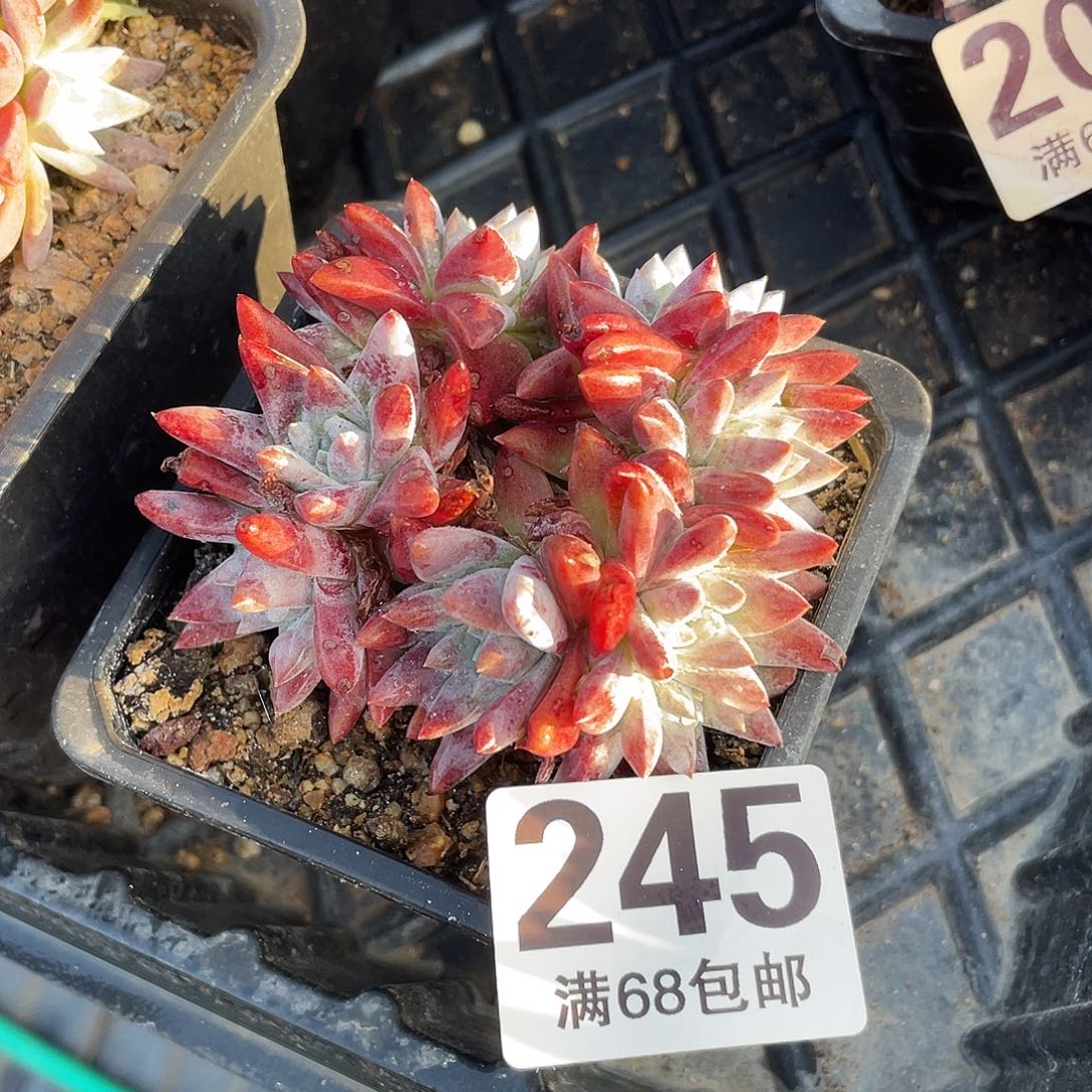 晨溪园艺仙女杯呀