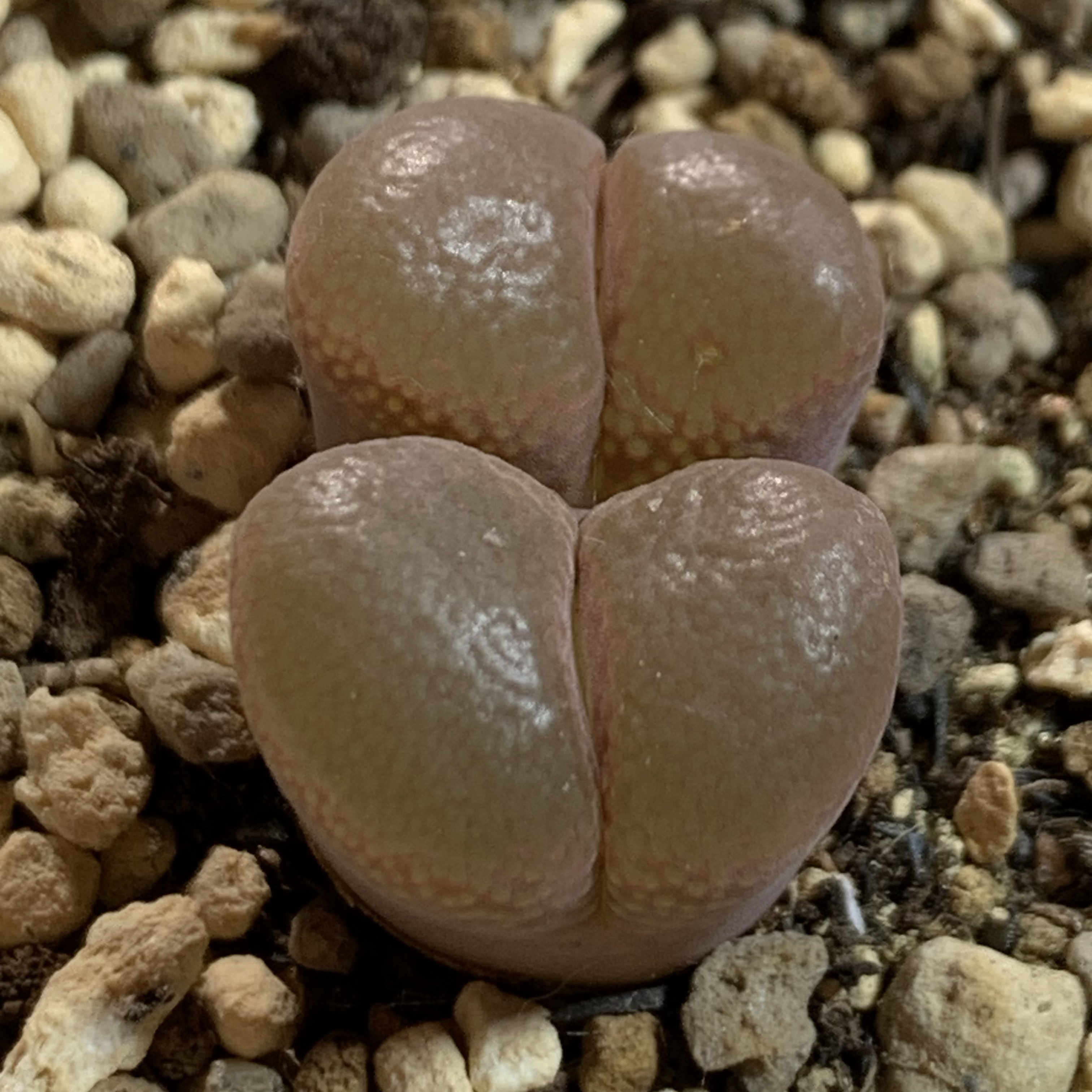 正版鱼子酱风铃，厚窗，特美双头