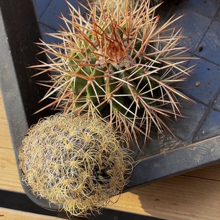 混乱和黄金两颗大福利