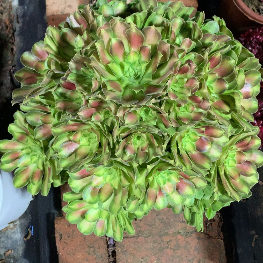 韶华老桩，多肉植物