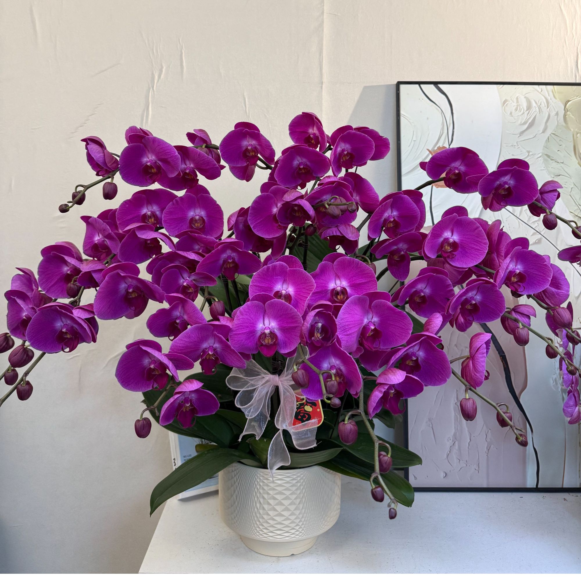  蝴蝶兰【超级大辣椒】真花 秋冬耐寒花卉 四季开花 多样性发货