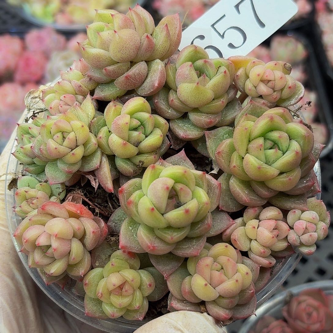 多肉植物多肉植物657