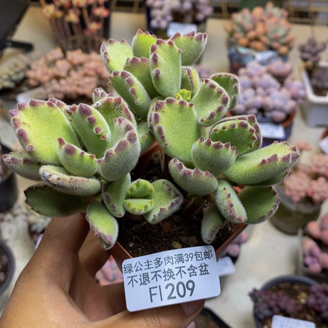 209猫抓轻微掉叶