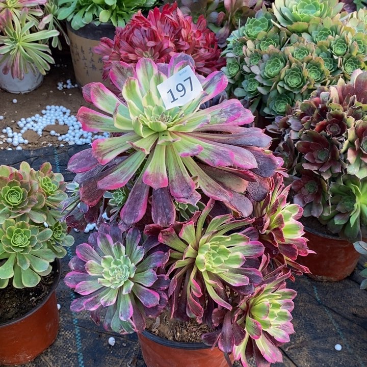 197紫烟手捧多肉