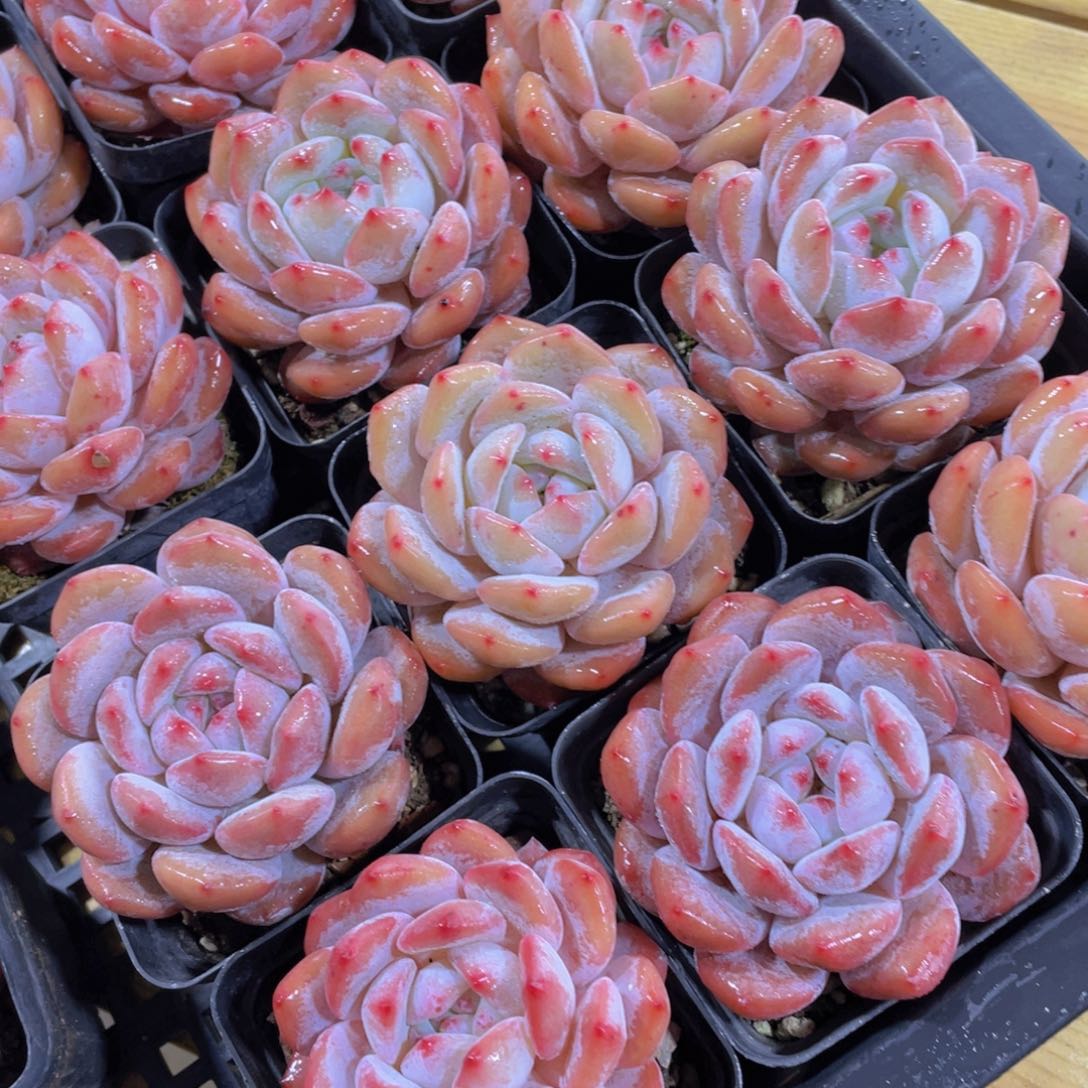 577号 丸叶全状态仙女橙单头一个