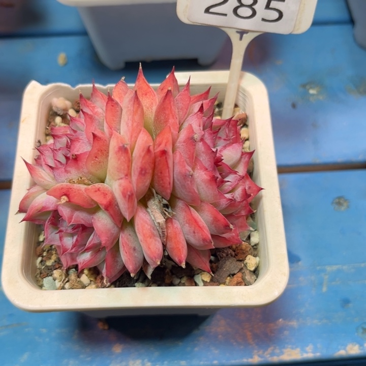 T***”大285，cxbcbcbvbvbh