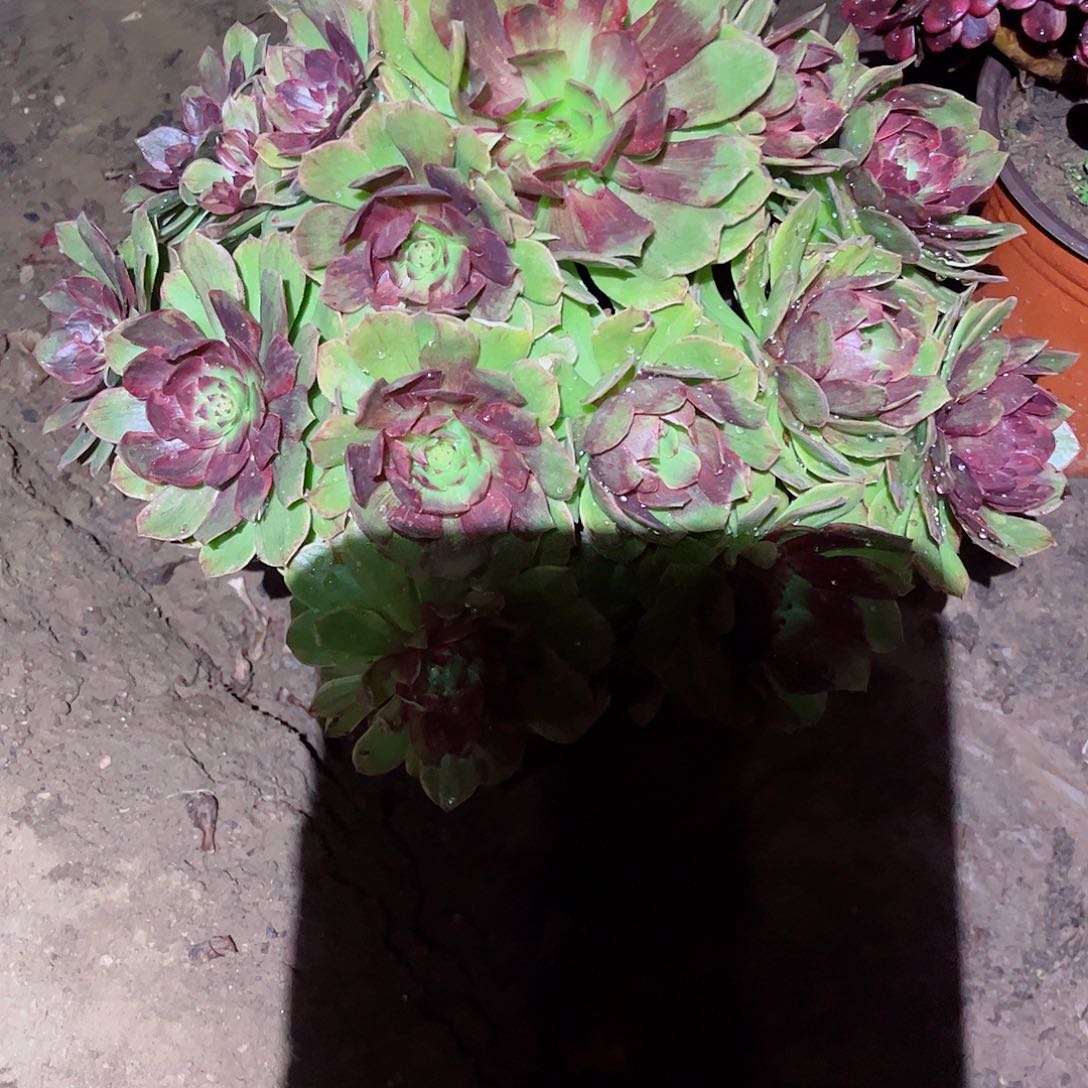 无花朵多肉植物886