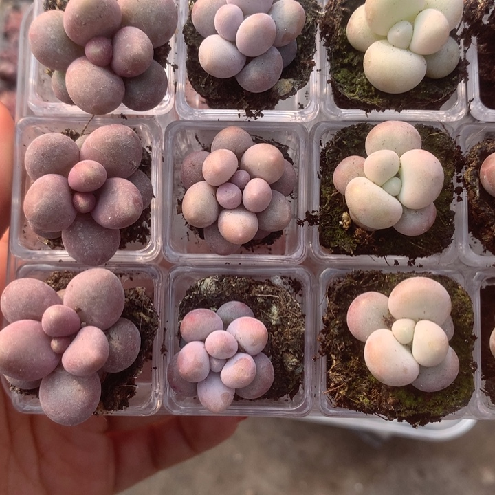 蛋黄。糖果。樱花。乘以3。包邮