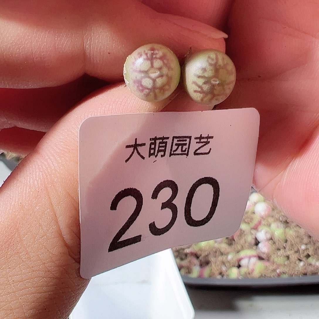 0000230 一物一拍……