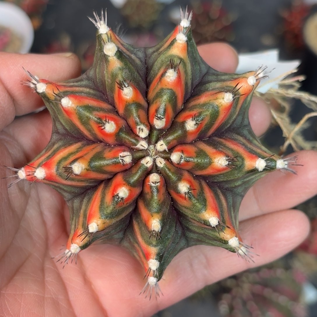 泰系米哈仙人球69