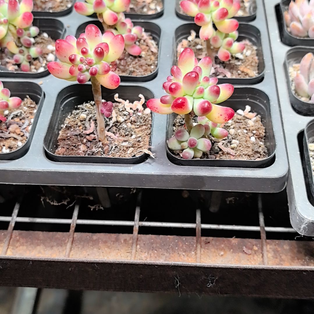 乙女心多肉9.9包邮发货