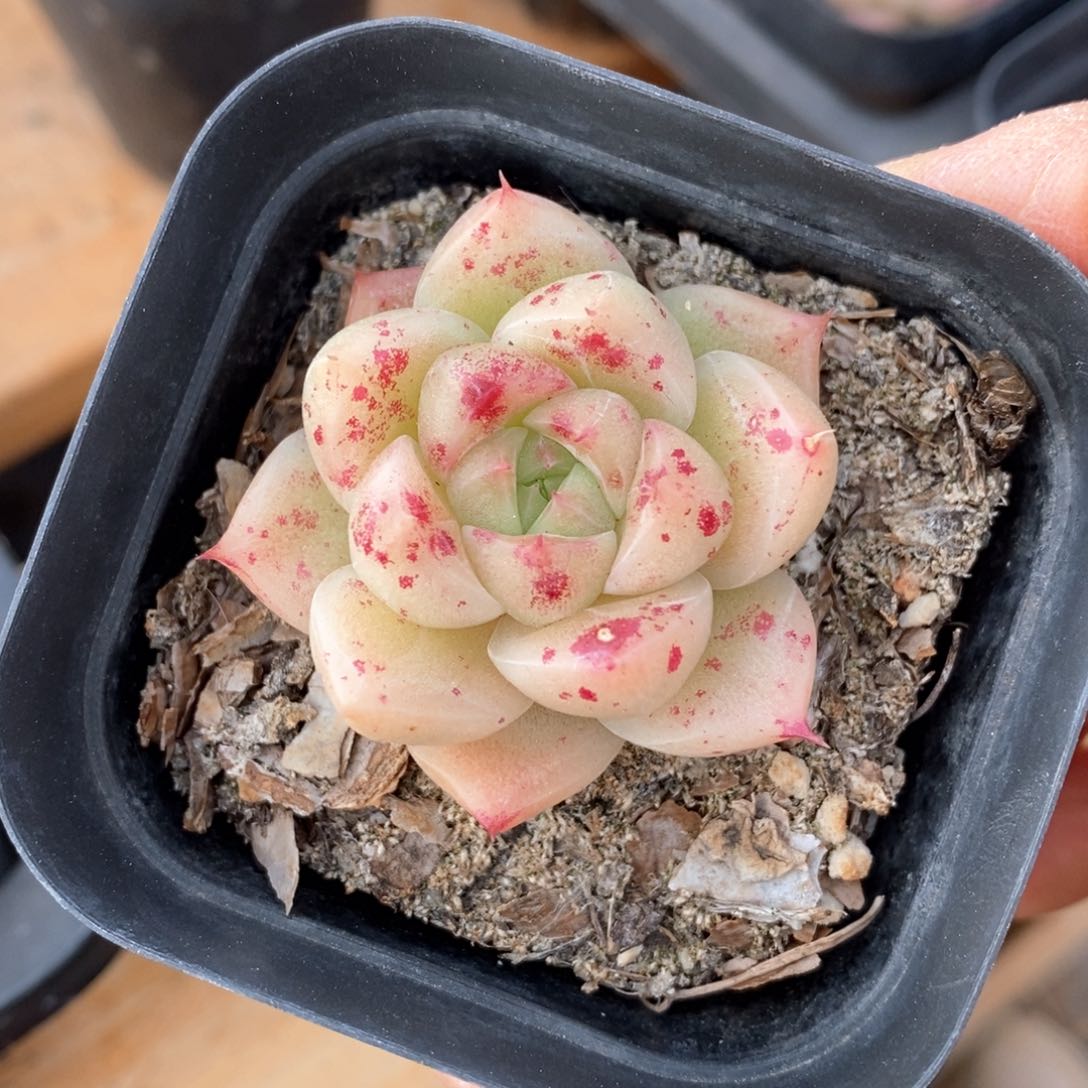 精品多肉一物一拍不包整219