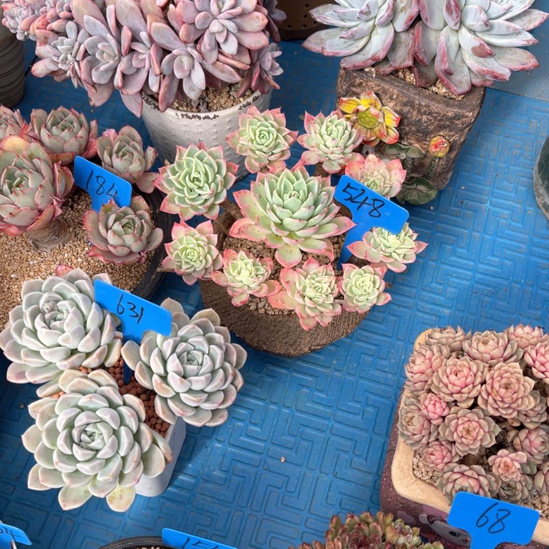 @****欣548三色堇多肉植物