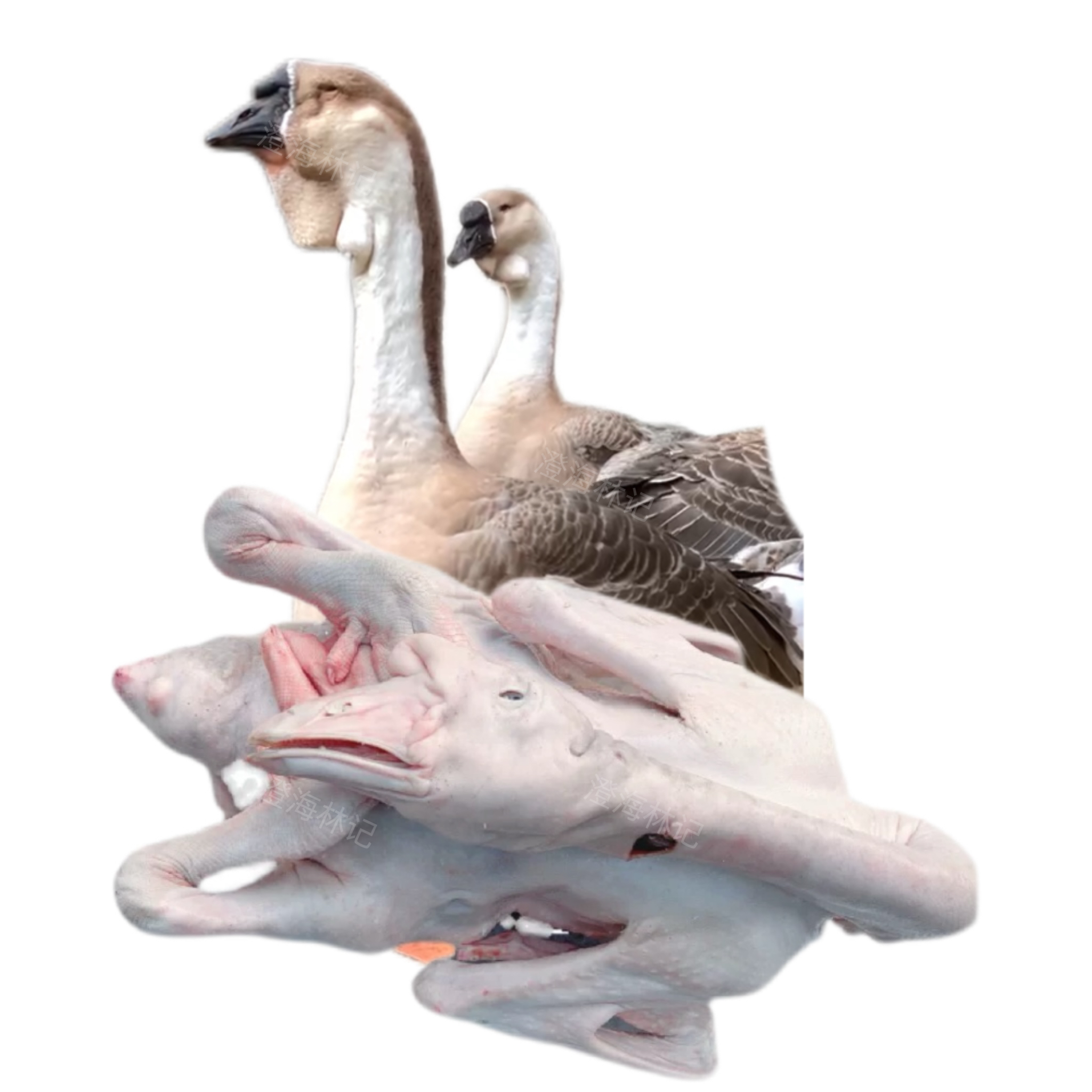 特大号狮头鹅肉质鲜美脱温 预包装食品