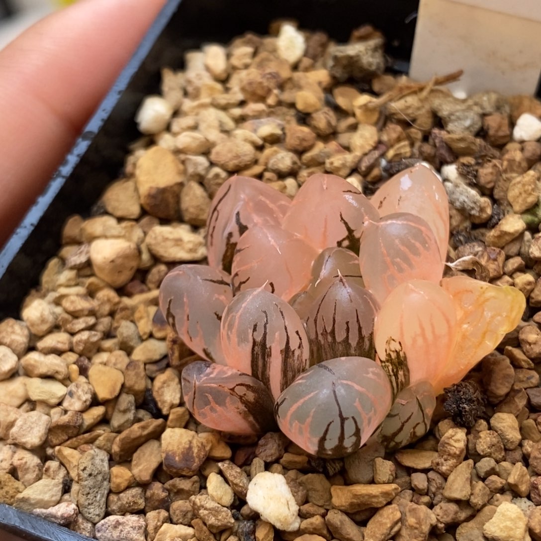 504灵犀玉露多肉植物