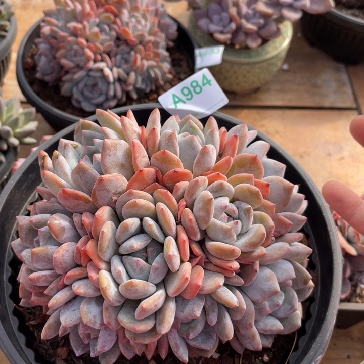 哈哈哈哈哈哈哈哈家984