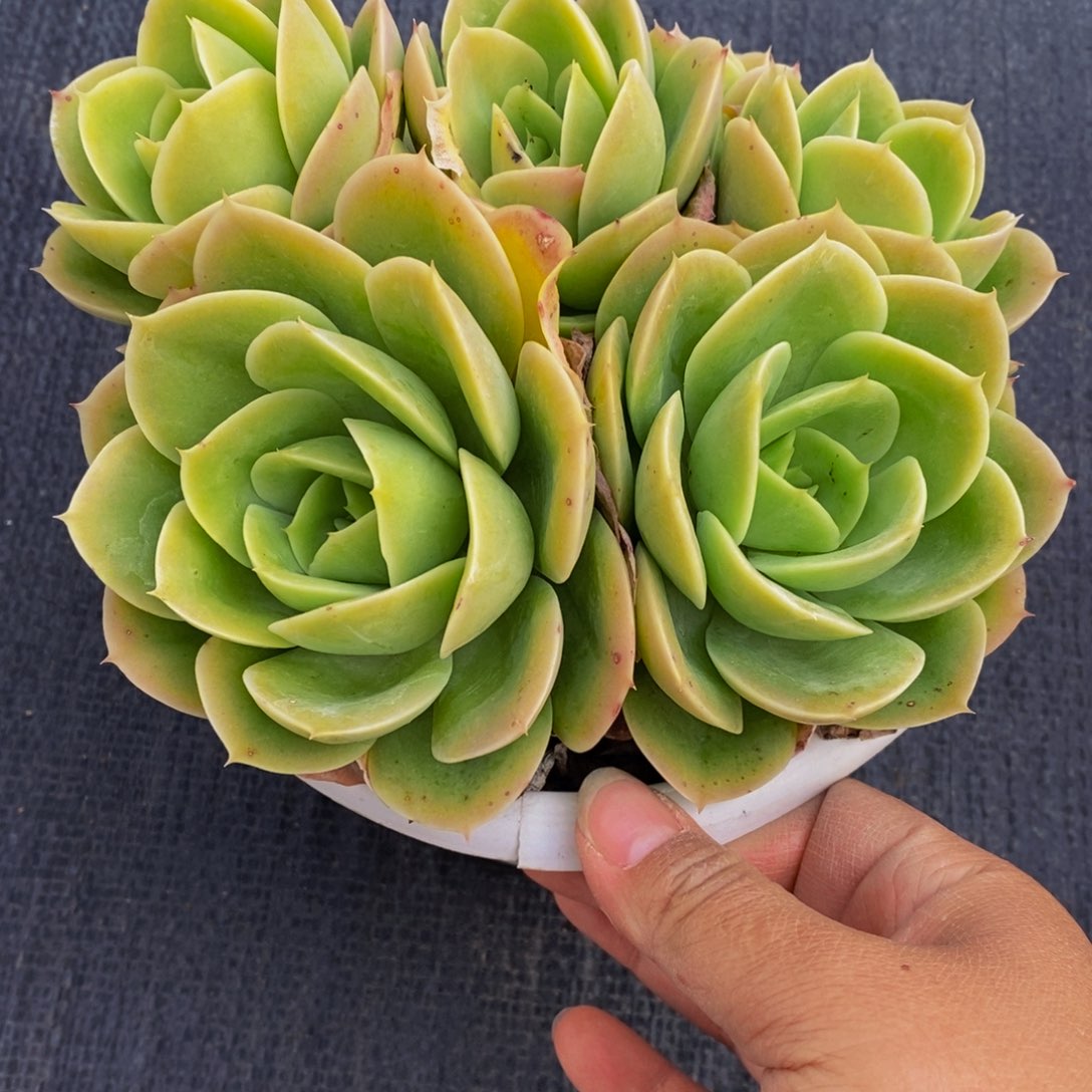 星娜塔四头群生多肉