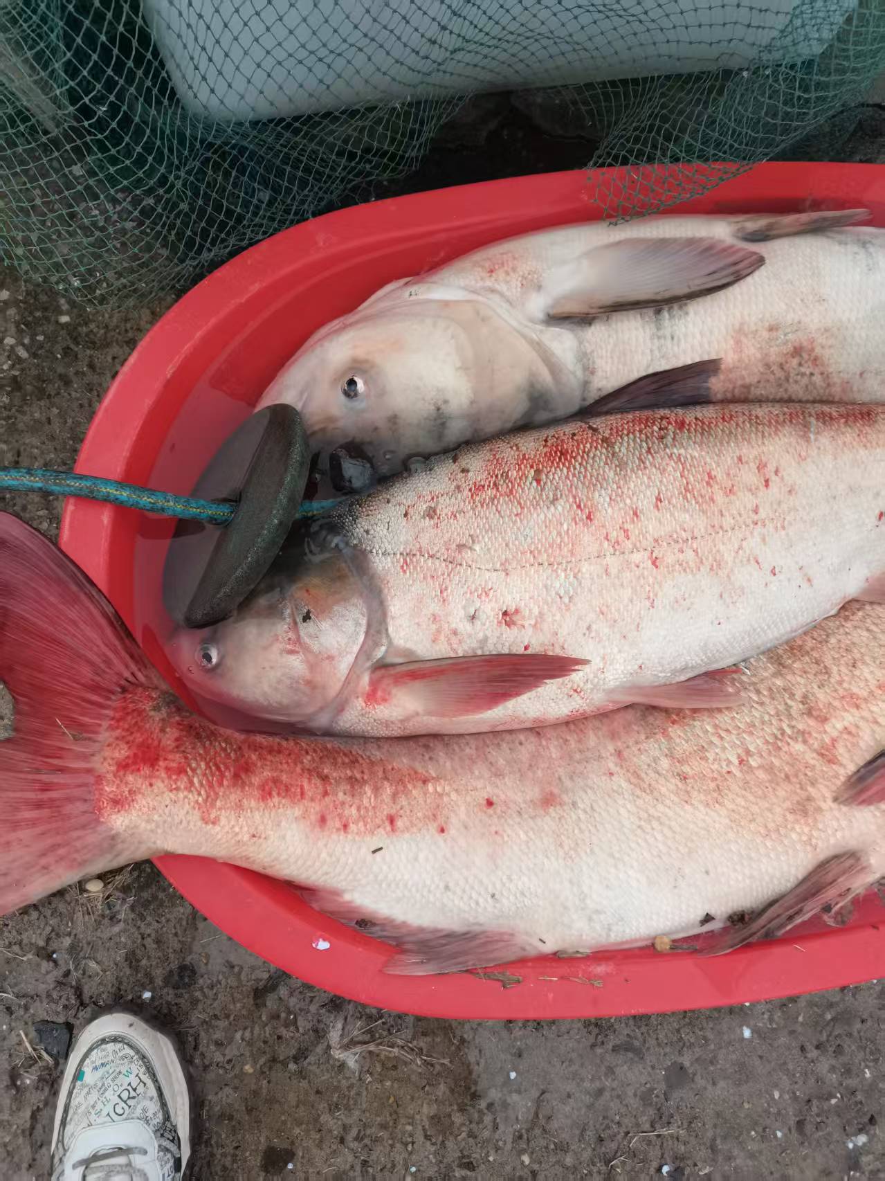 超轻杆。超硬鱼竿。休闲野钓鱼竿。。大物杆。。黑坑杆，，