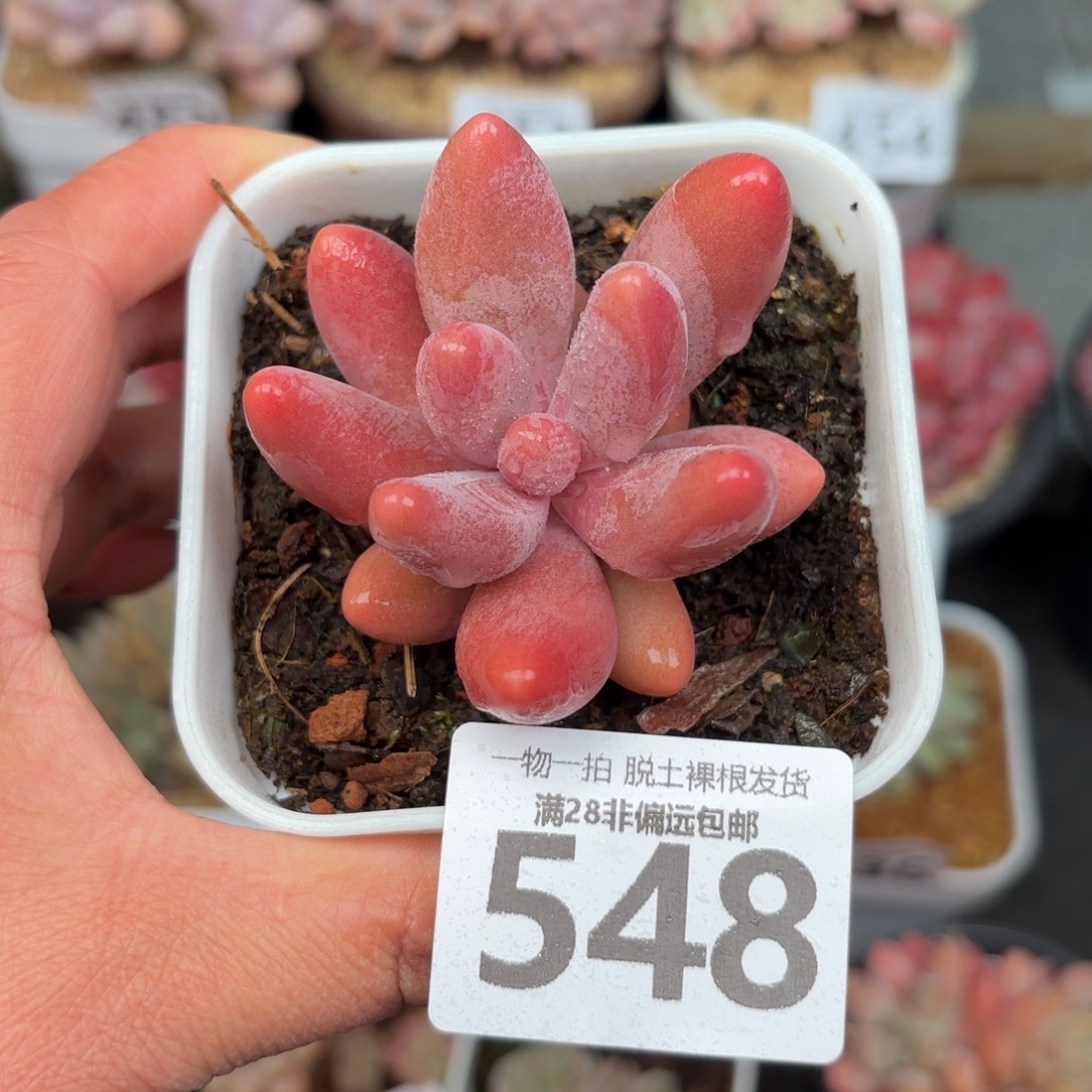 红手指无盆土发货