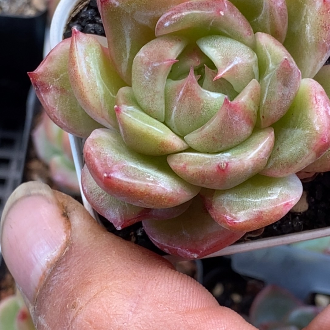 天官赐福百无禁忌