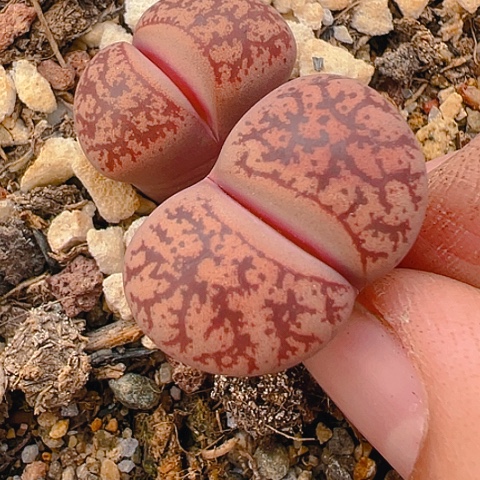 【闪购商品】22229