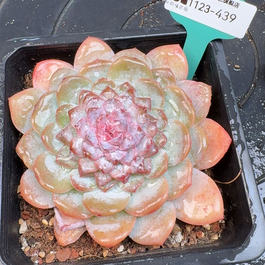 从前慢花园多肉编号1123.439