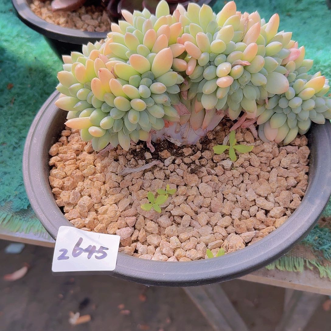 2645奶糖多肉植物