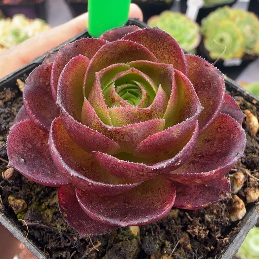 L88半城玫瑰枚法