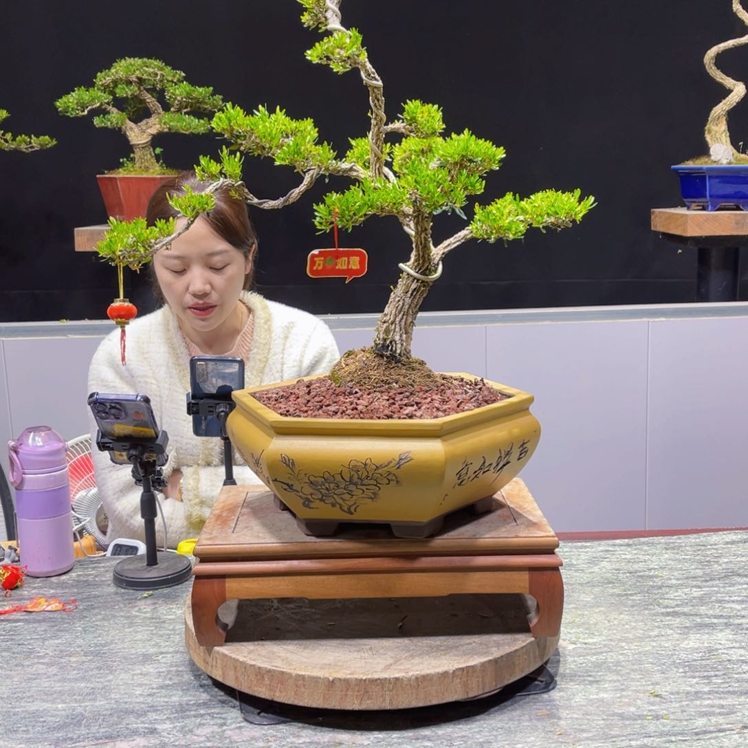 四季常青翠绿黄杨盆景