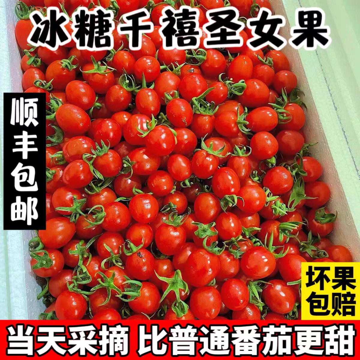 【地标甄选】爆浆千禧新鲜现摘千禧小番茄饱满爆汁【2斤】千禧圣女果北京市