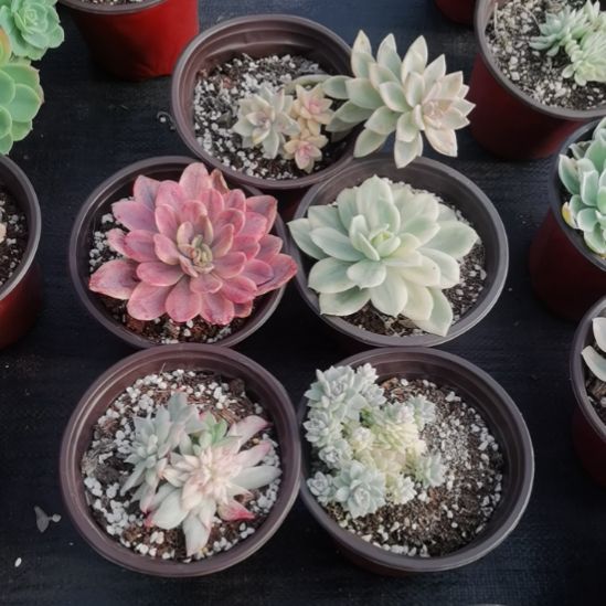 不同品种的景天锦5盆包邮（不包偏远地区）