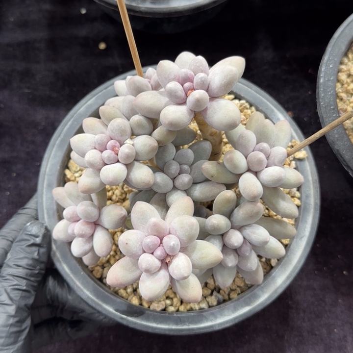 汤圆群一物一拍的无砍