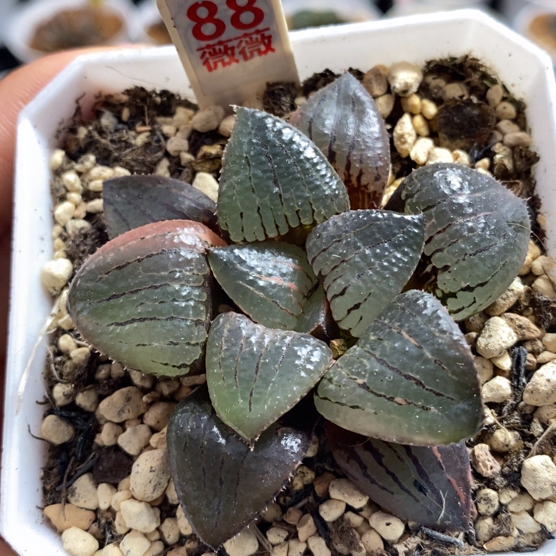 88亲指姬十二卷多肉植物